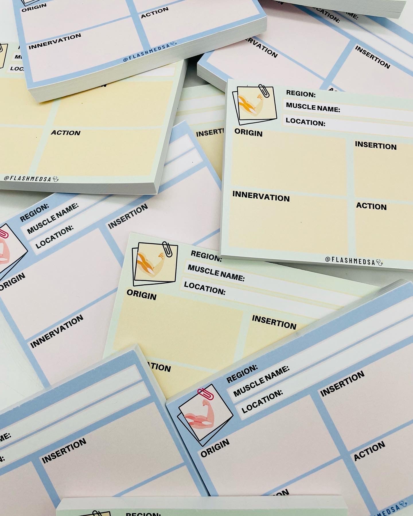 The Muscle Anatomy Flashcards Notepad