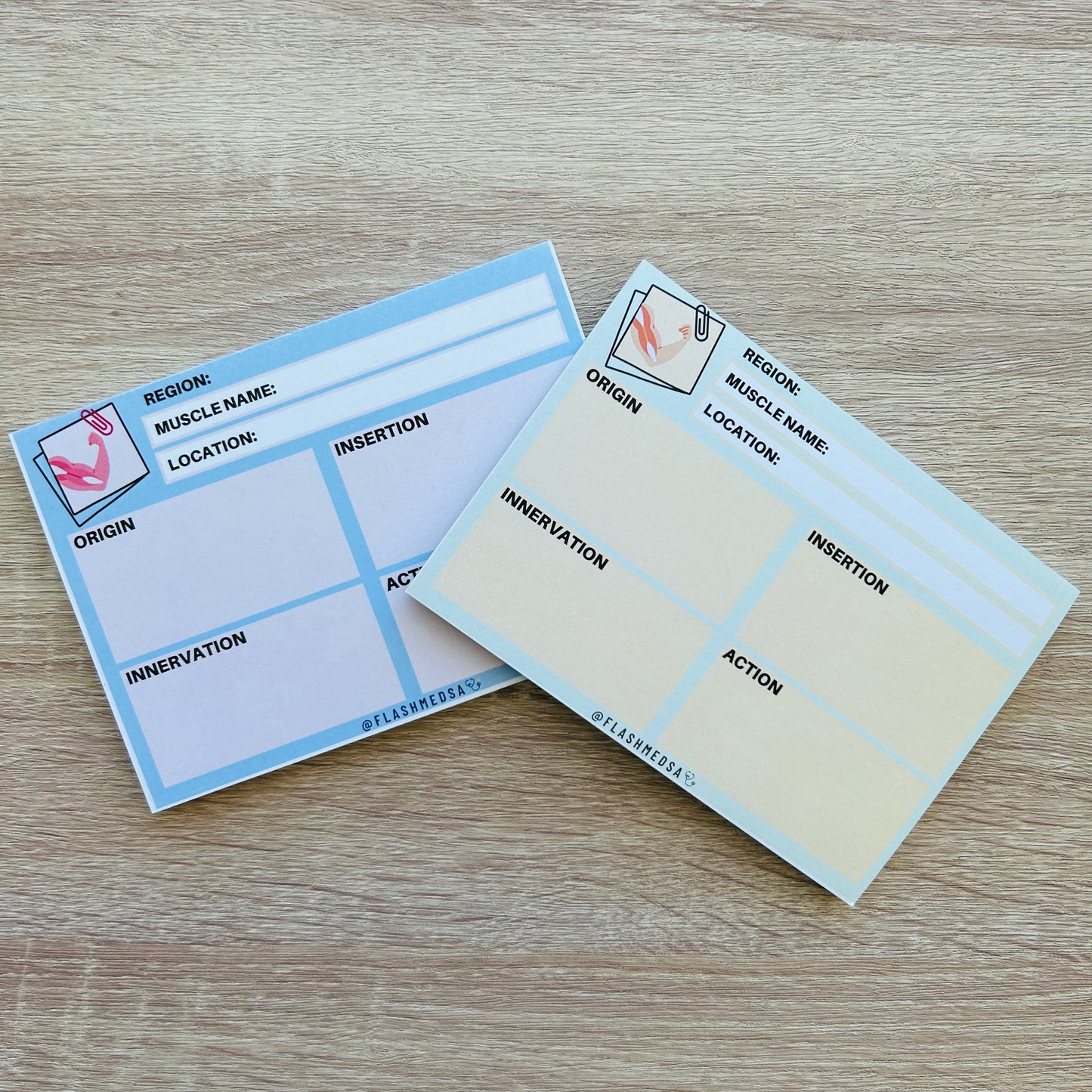The Muscle Anatomy Flashcards Notepad
