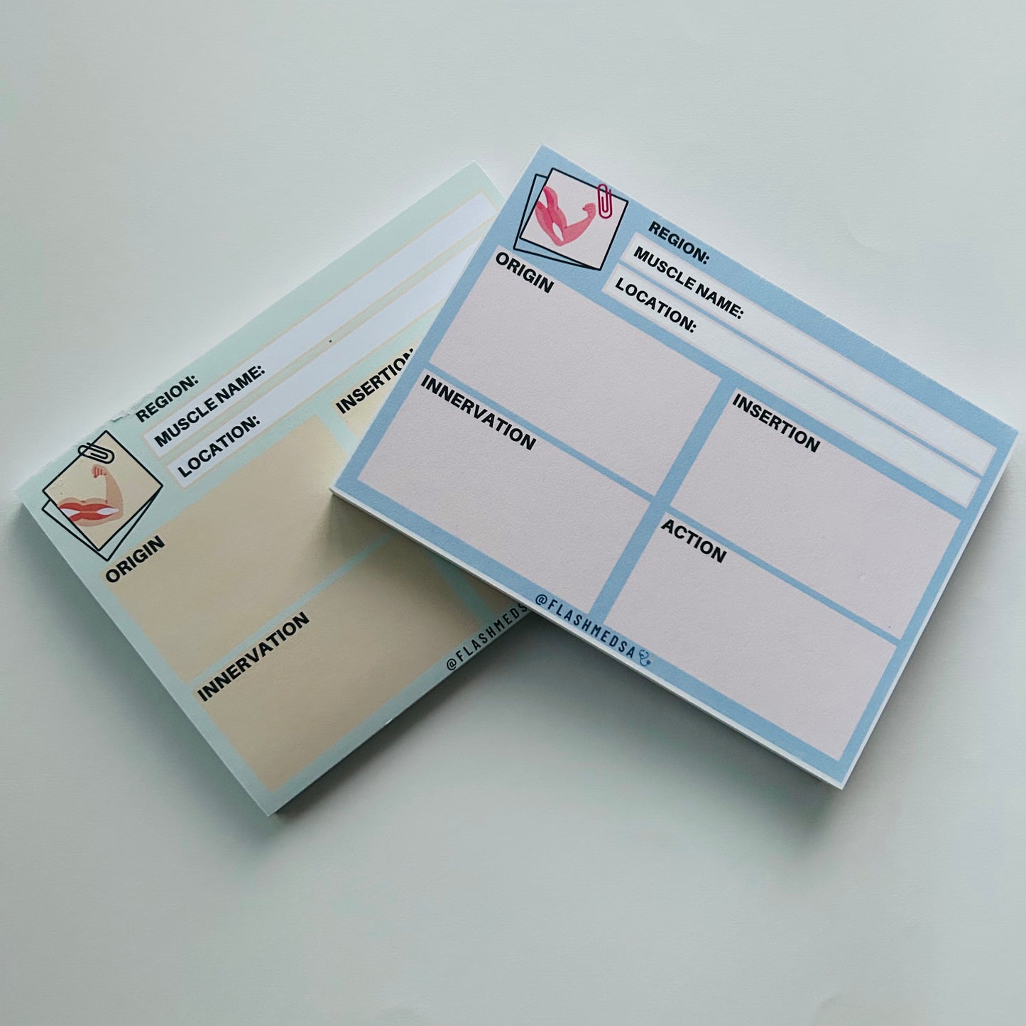 The Muscle Anatomy Flashcards Notepad